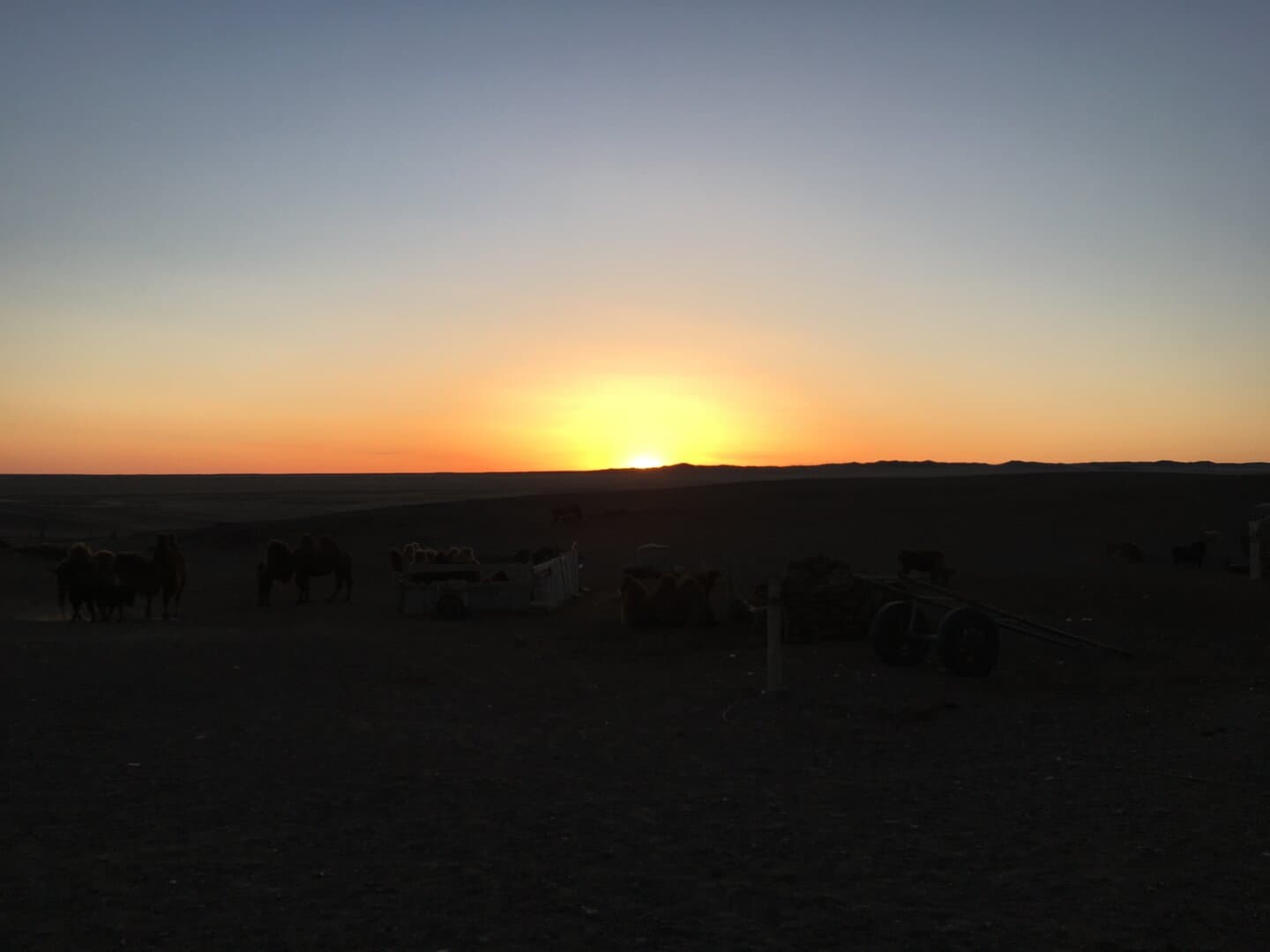 Livestock at desert sunset
