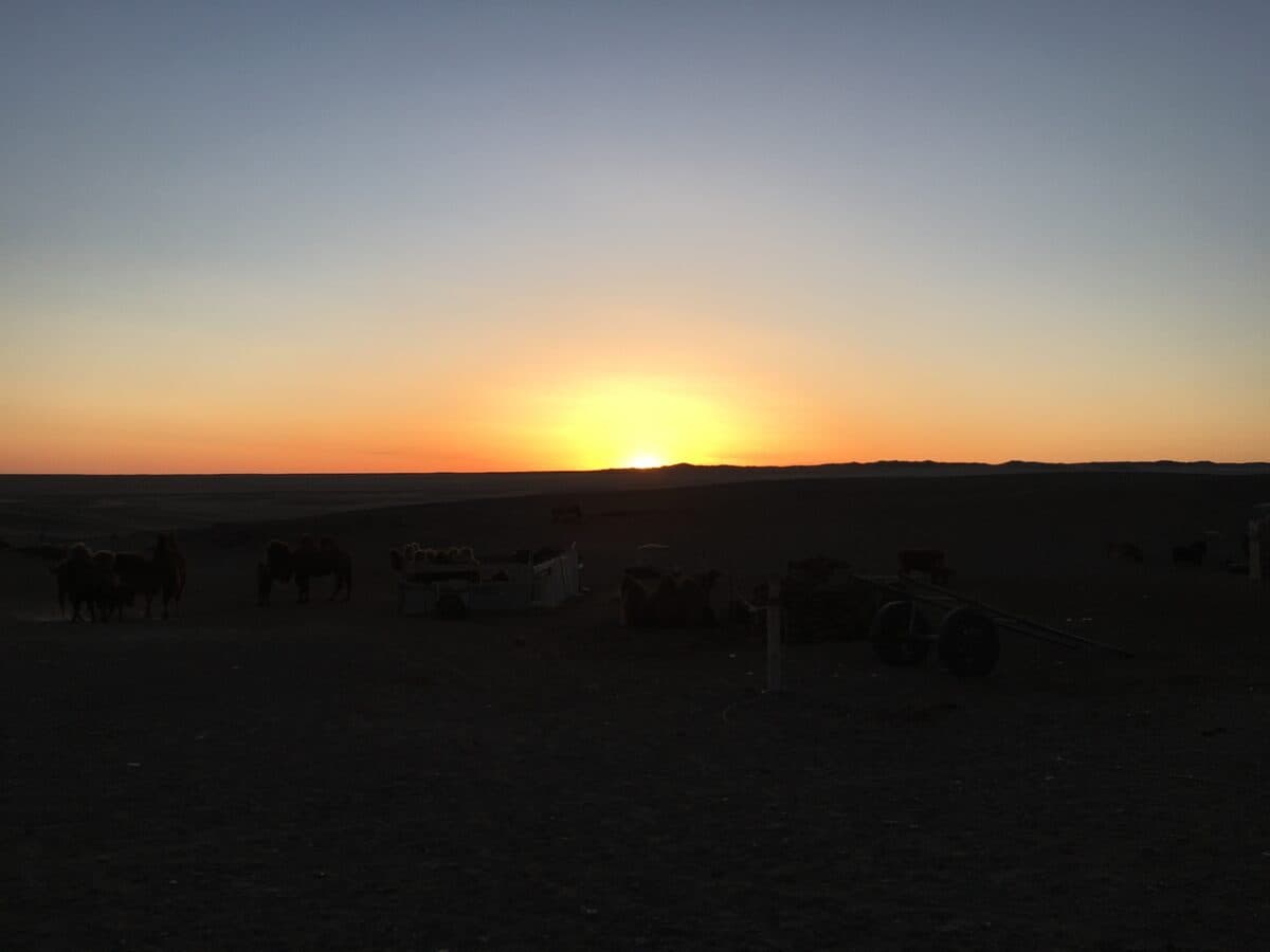 Sunset with camels in the Gobi