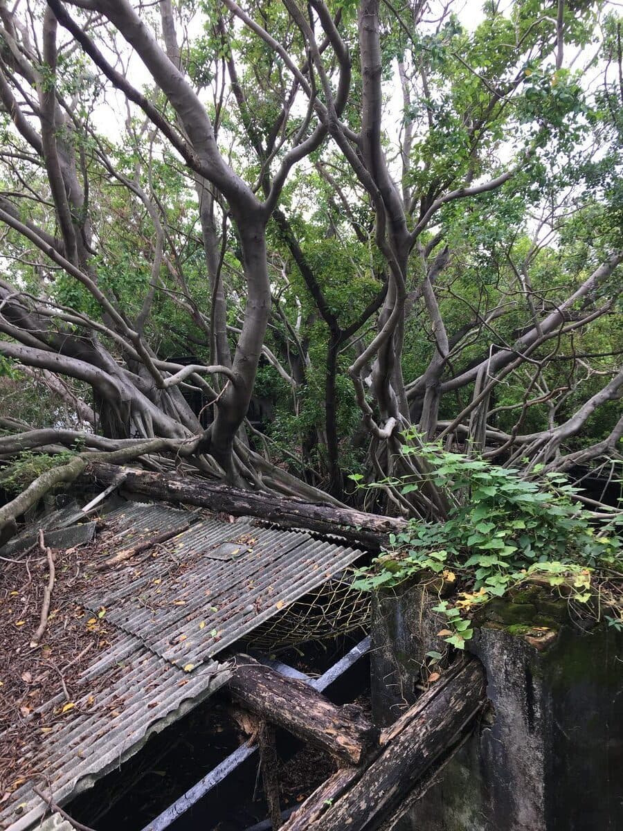 Banyan tree growing over a building