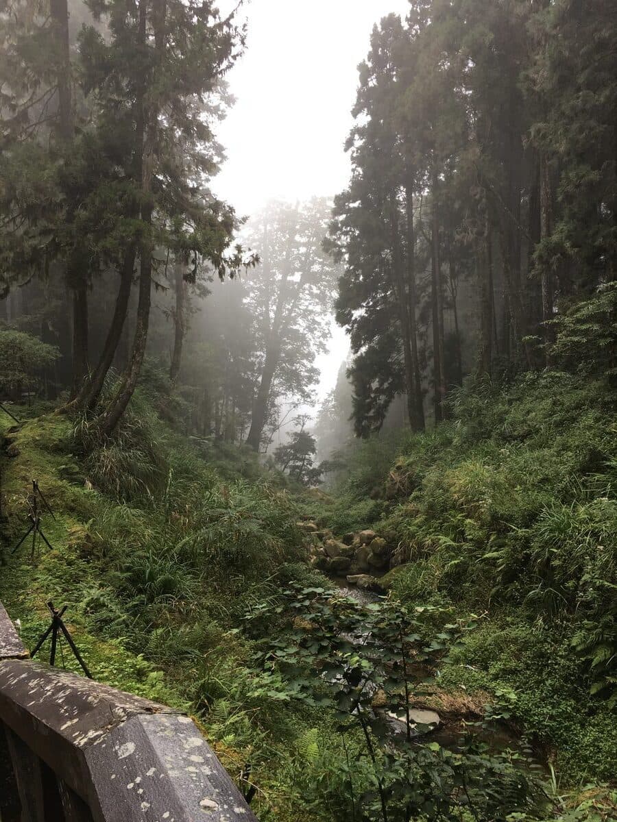 Misty forest in Taiwan mountains